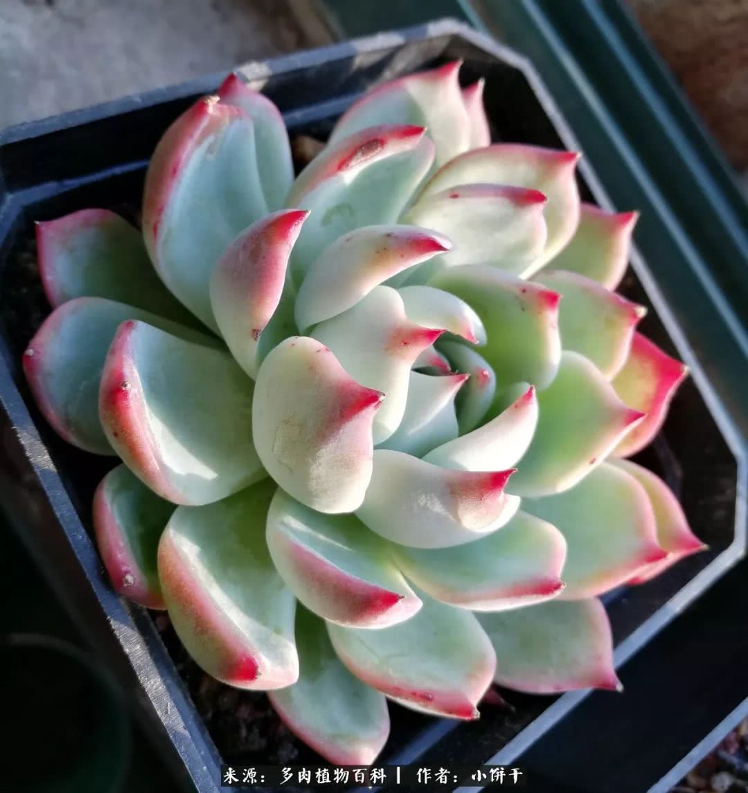 无肉不欢的肉瘾少女，日日沉迷于美色无法自拔！