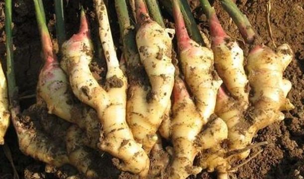 种植生姜能致富吗,生姜栽培种植新技术