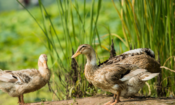 郴州市有哪些特产厂家,湖南省郴州市十大特产有哪些