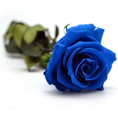 不同玫瑰的颜色代表的花语,不同颜色的玫瑰代表的花语是什么