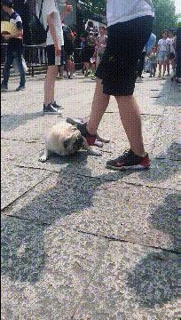 搞笑gif段子又能混饭吃了,搞笑段子gif保证你笑破肚皮