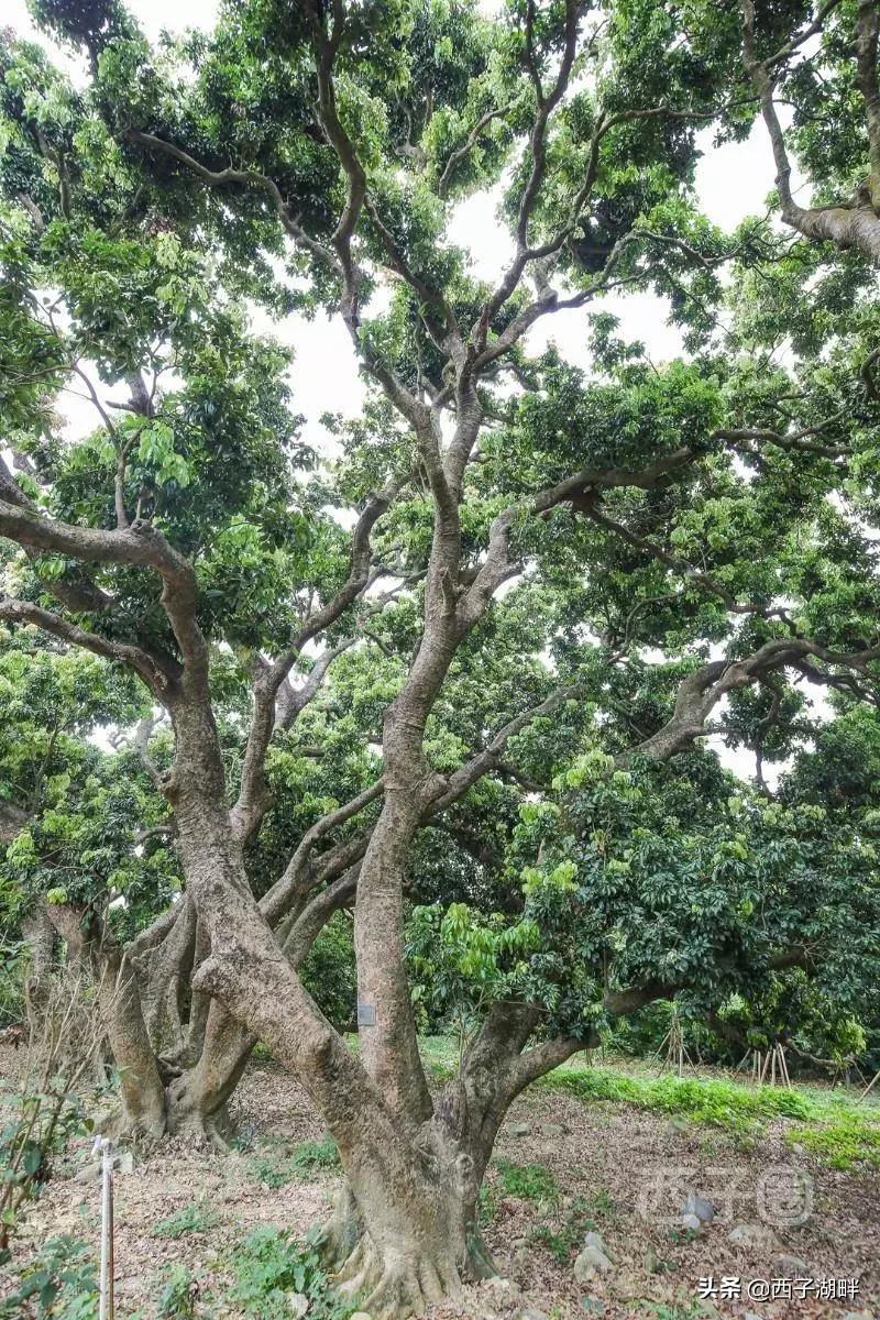 惠州镇隆荔枝什么品种,惠州镇隆自摘荔枝在哪