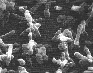 支原体污染细胞,细胞培养中的污染预防措施