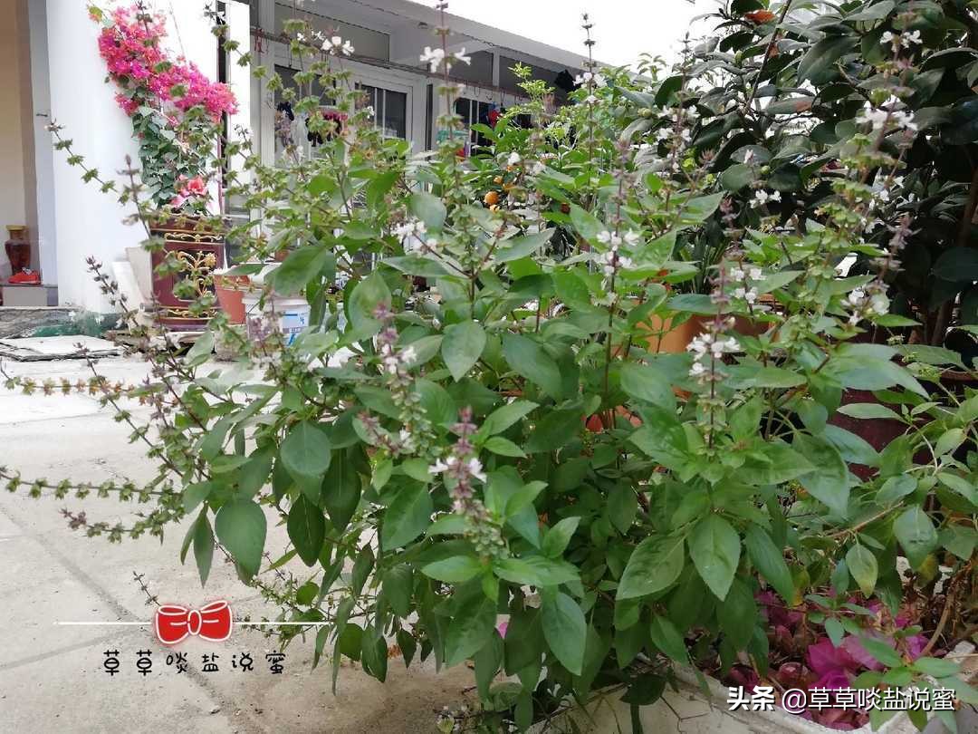 台湾三杯鸡用的米酒,台湾九层塔三杯鸡团购