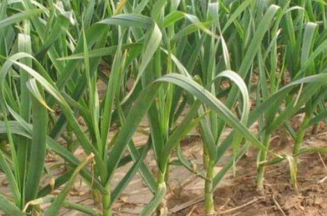 这是防治蒜蛆的特效药，2小时死虫，持效期长达60天