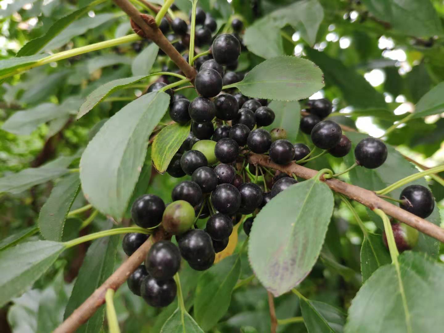 树上结的豆子有什么功效,树上结的黑豆煮水治白头发吗