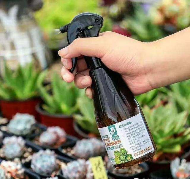 多肉表面长白霉怎么办,多肉长了小白虫最快解决办法