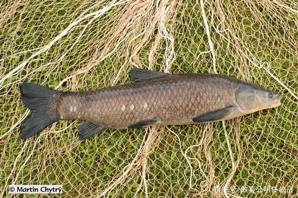 青鱼和海里的青鱼有什么不同,北方说的青鱼是什么鱼
