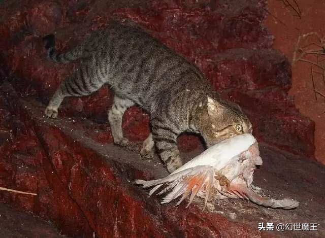 澳大利亚野猫有多凶悍,澳洲野猫有多凶猛