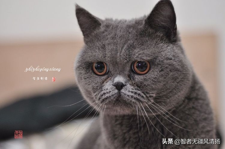 外国蓝猫,蓝猫是英国的吗