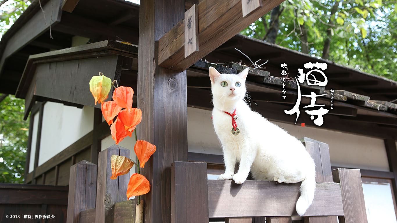 *男猛**必看！日剧日影中的9部治愈猫片，一起云吸猫吧