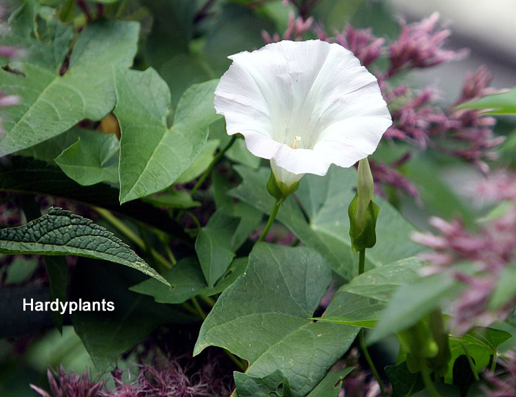 陆龟最喜欢的蔬菜,陆龟爱吃什么
