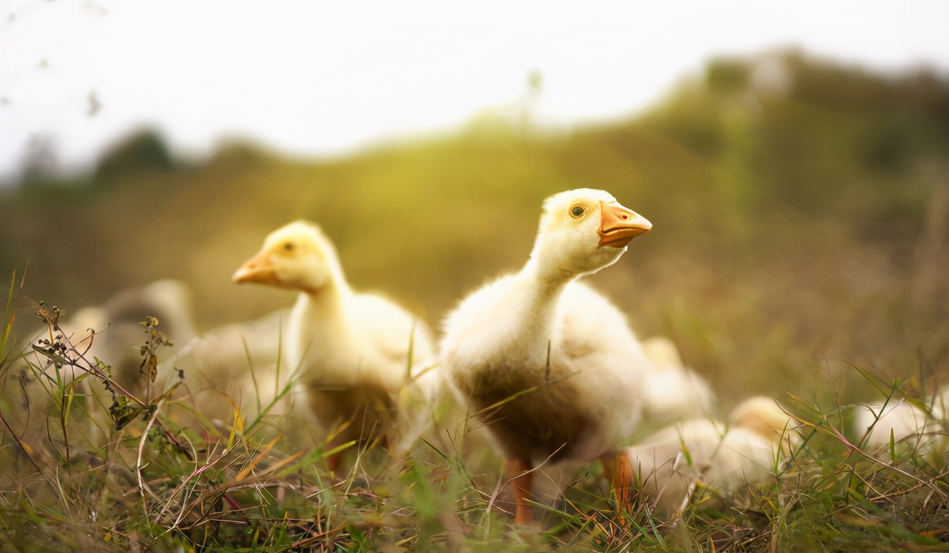 小鹅腿瘸关节肿怎么回事用啥药,小鹅腿瘸腿肿是咋回事