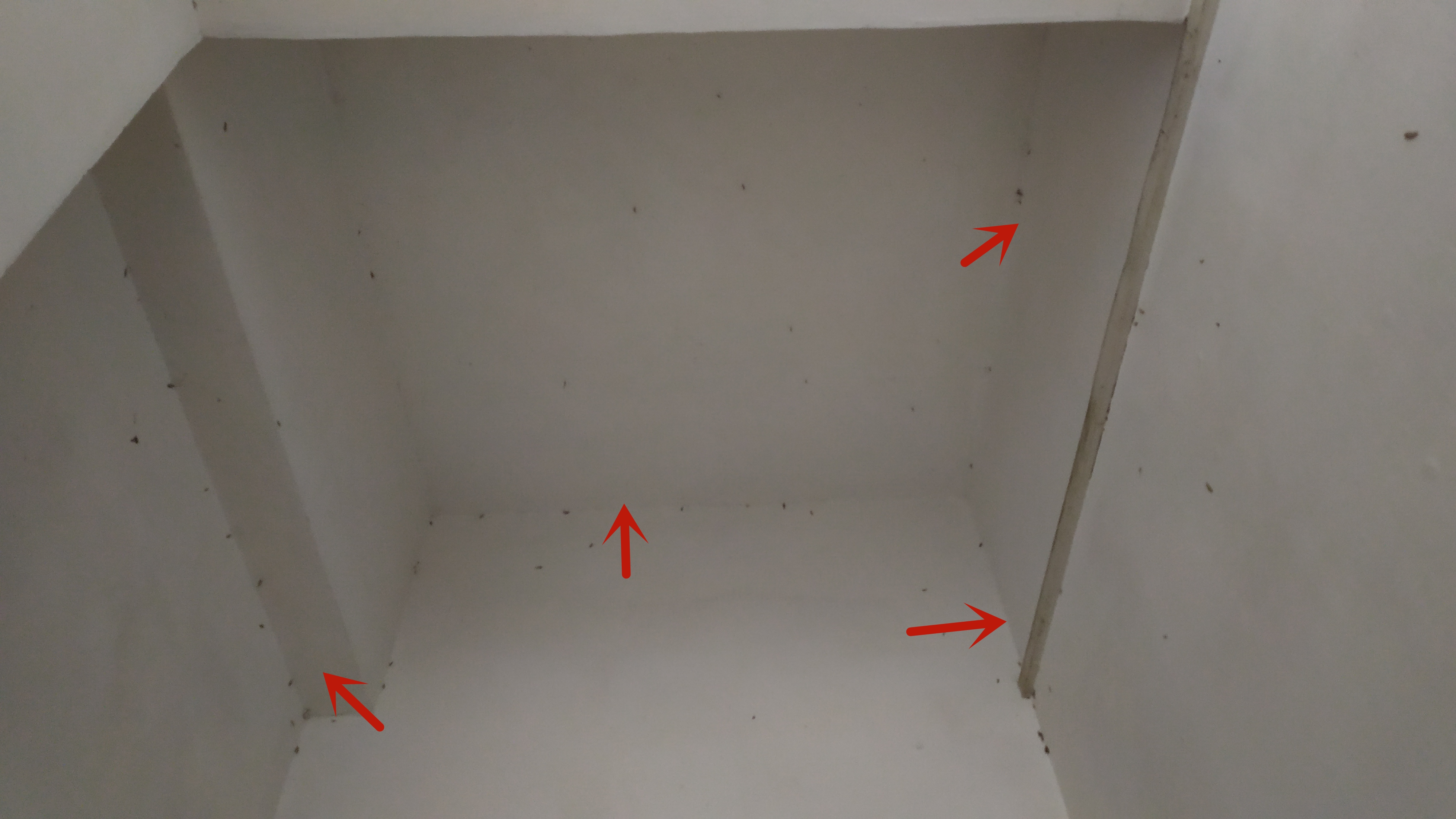 衣柜里面有褐色的小虫子怎么办,衣柜长小虫子是什么原因