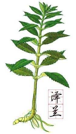 含有泽兰的女性妇科病的中成药,泽兰中药调经可以用10克吗