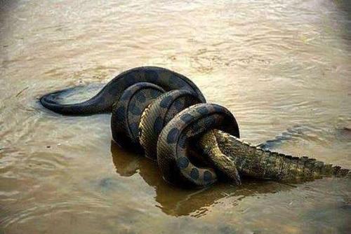 世界上最大的蟒蛇森蚺记录,狂蟒之灾中的巨蟒是森蚺吗