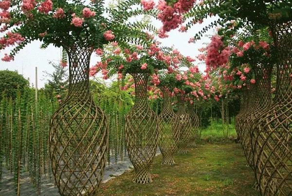 苗木造型树行情,造型树精品苗木