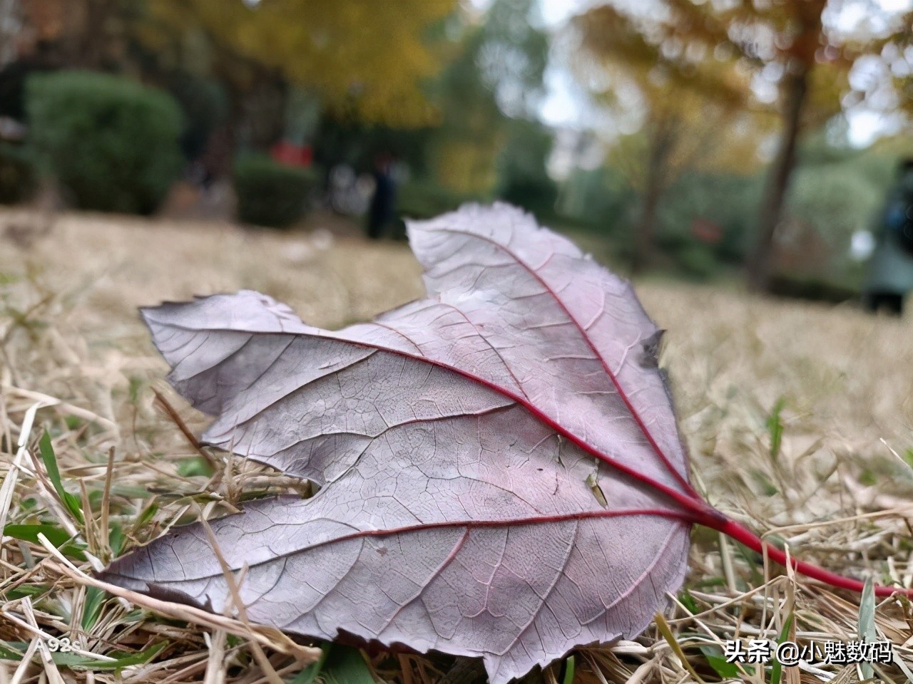 oppoa92s评测玩机报告,oppoa92s还值得入手吗