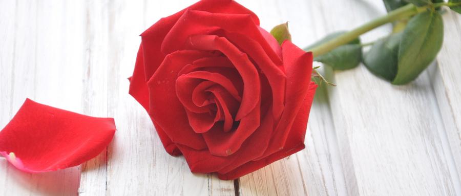 培育玫瑰花非常麻烦,还要在花朵上套上网套,这是为何