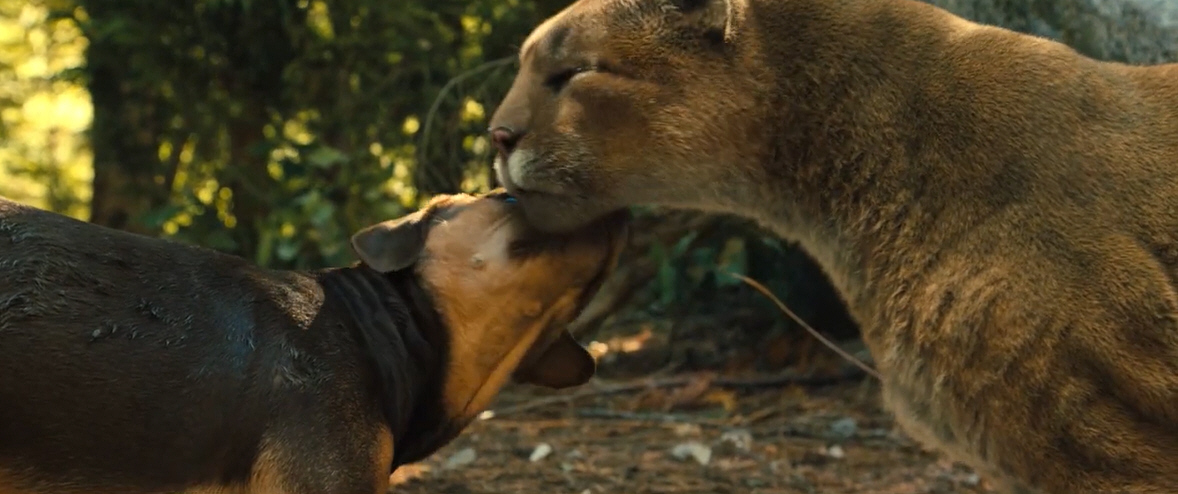 电影故事:一条小狗穿越四百英里回家的故事