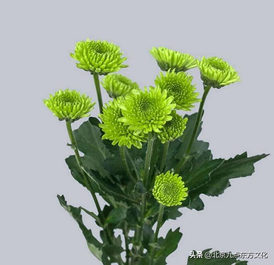 折花逢驿使寄与陇头人的意思,折花逢驿使寄与陇头人谁写的