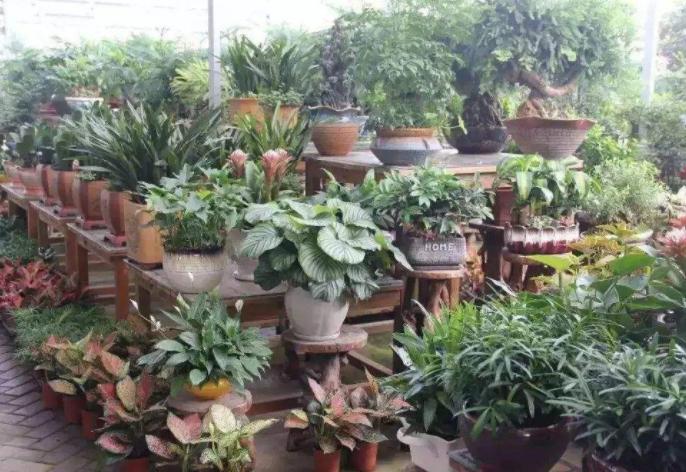 藏红花开花样子,藏红花有开黄色的花吗