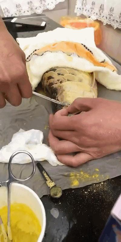 给金龙鱼做眼睛手术完整版,金龙鱼刮眼白手术