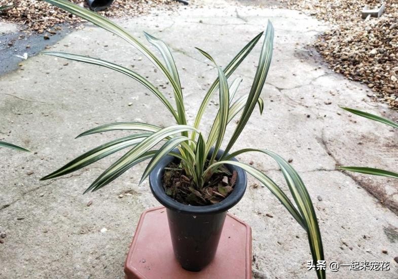 兰花中最好看的奇花,现在有花苞的兰花该怎么养护