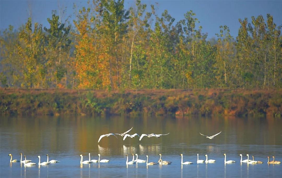 全国林草生物多样性保护成就展,林业生物多样性保护