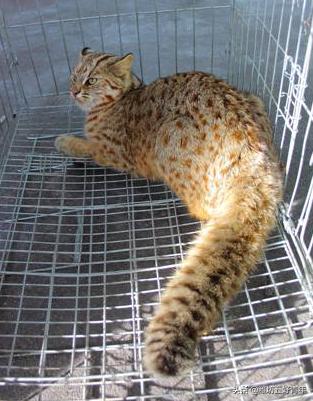 铁狸子学名是什么,铁狸子是什么样的动物