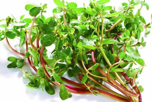 田间杂草马齿苋有什么药用,我们农村有哪些草可以治疗白癜风