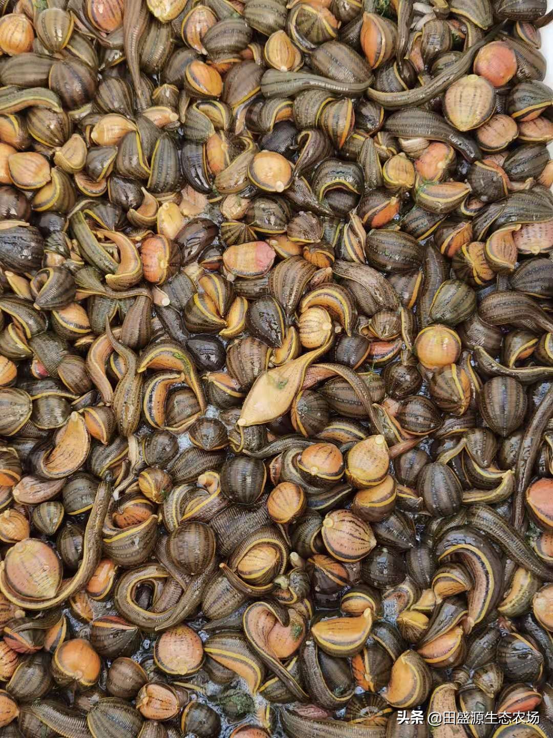 水蛭养殖前景和销路,网箱水蛭养殖技术与市场前景