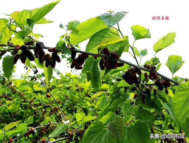 咸阳人：周末，到兴平摘桑葚走！