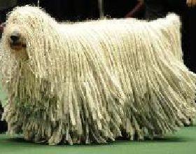 世上最漂亮的十种狗,最名贵的狗叫什么名字