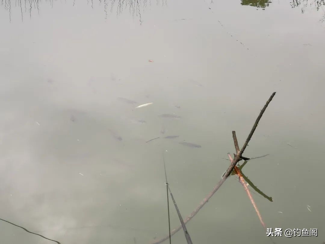 黑坑正钓总是不开口是什么原因,钓黑坑鲤鱼别人上鱼自己总是没口