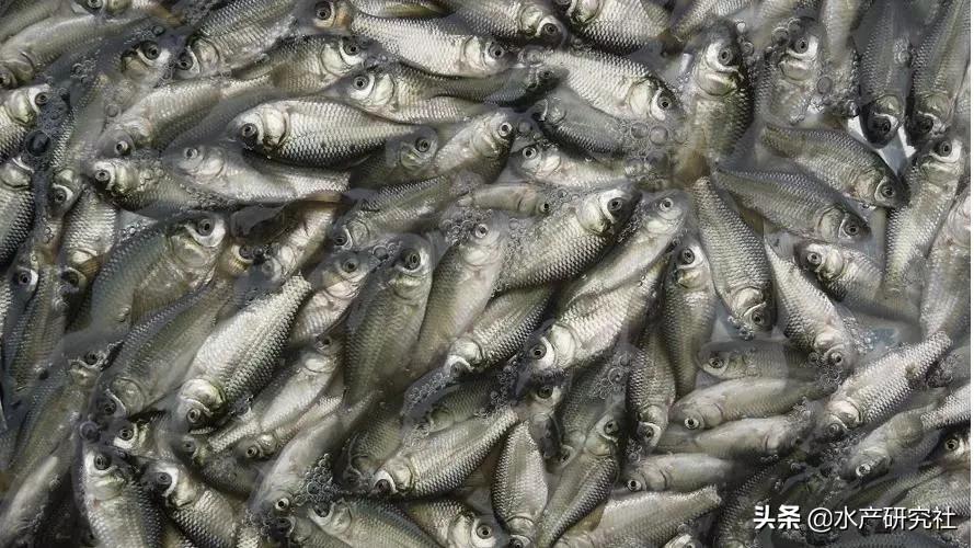 影响渔药作用的因素有哪些,渔药的作用