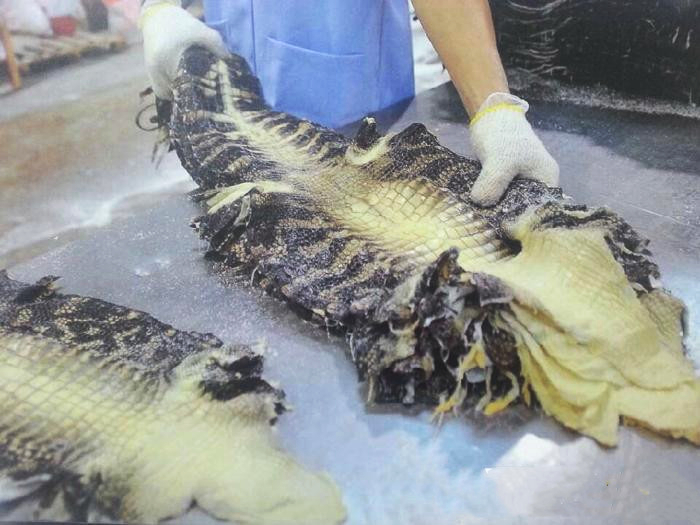 鳄鱼皮具真品图,鳄鱼皮具是真的吗