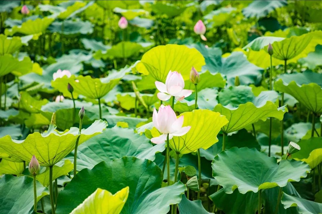 深圳地铁7号线有什么好玩的,深圳地铁十四号线游玩攻略