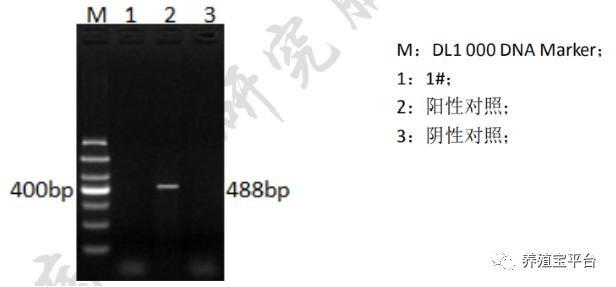 蛋鸡鼻炎跟温和型流感的区别,蛋鸡禽流感与鼻炎的区别