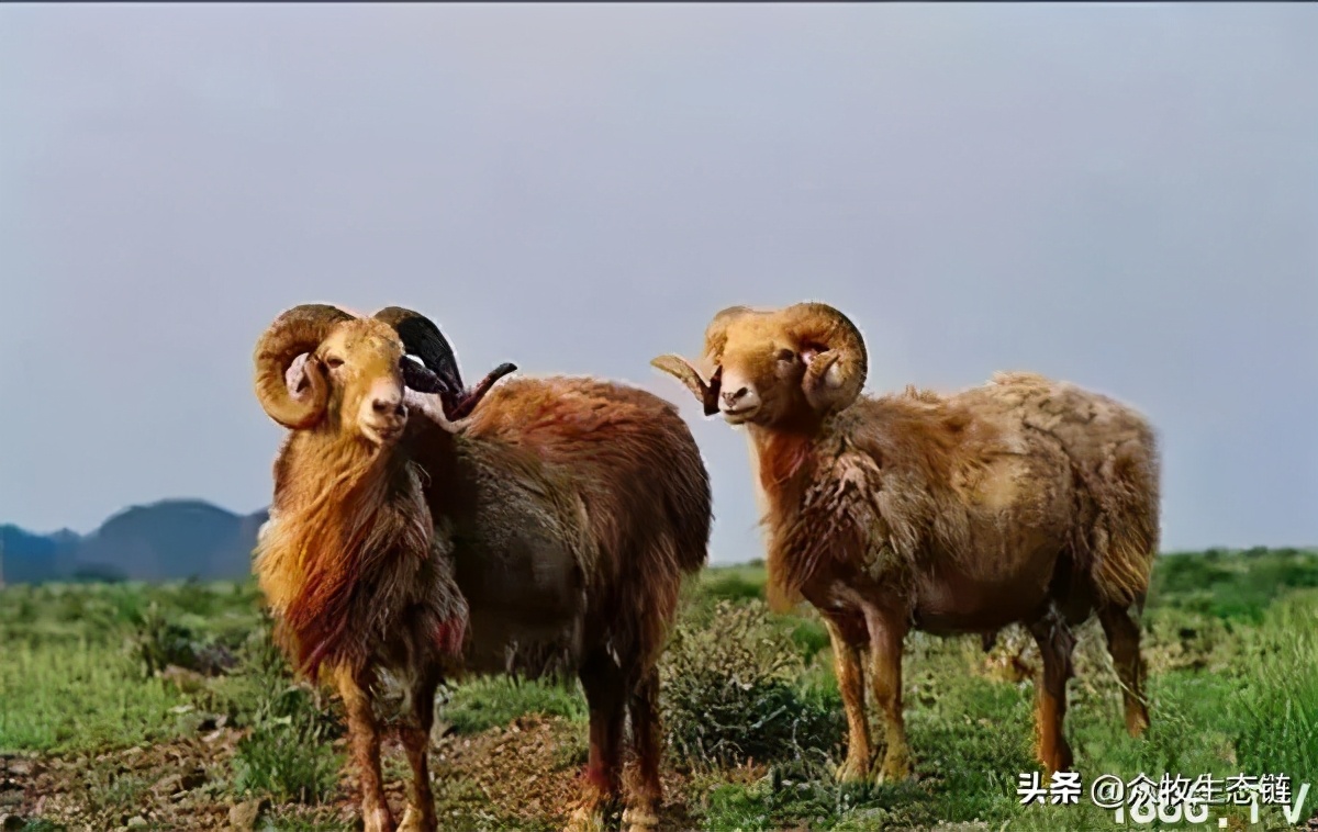 世界上最好的羊是哪个羊,世界最好的羊排名前十