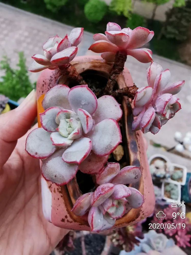 人生就像养多肉一样,人生如同养多肉时间不会怠慢