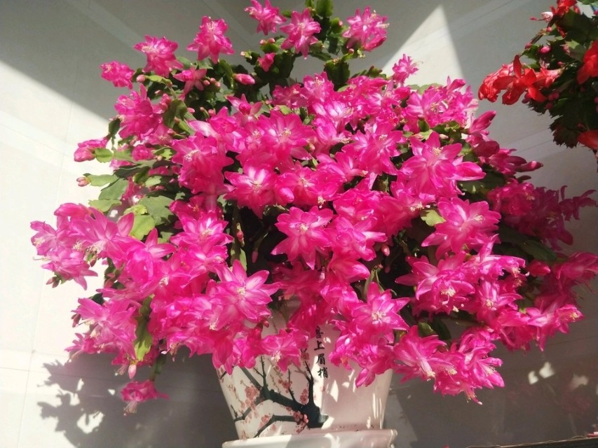 人养花花养人养花养出好心情,适合家养的盆栽花卉大全