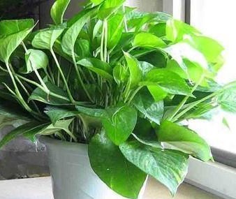 什么绿植吸甲醛效果最好又快,绿植甲醛吸收排行榜