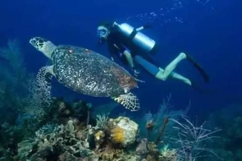 海底10000米以下有多恐怖,海底10000000米长什么样