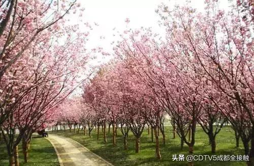 成都新发展理念的公园城市示范区,成都发展新篇章