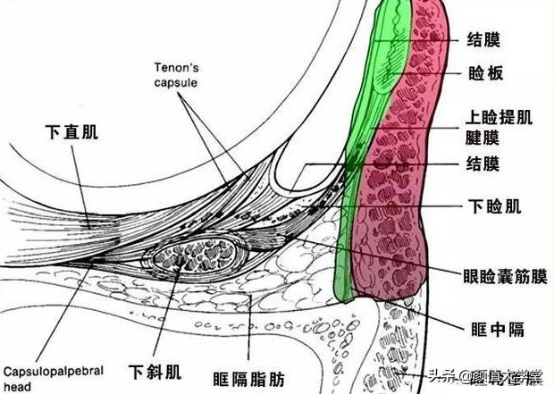 眼睛无神呆滞不灵活,眼睛无神呆滞精神涣散