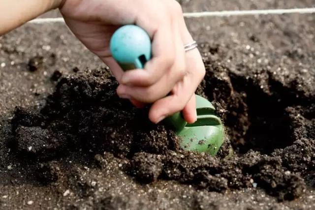 教你打造一米菜园,自家菜园教程新手入门