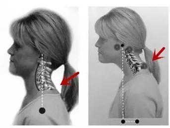 身体各部位的寿命对照表,身体各部位寿命对照表