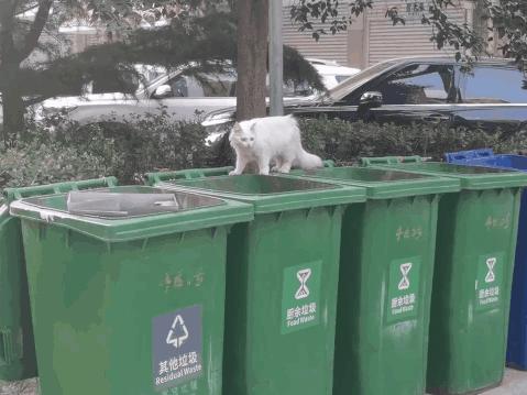 路遇仙女猫,路上碰到猫抱起来就跑