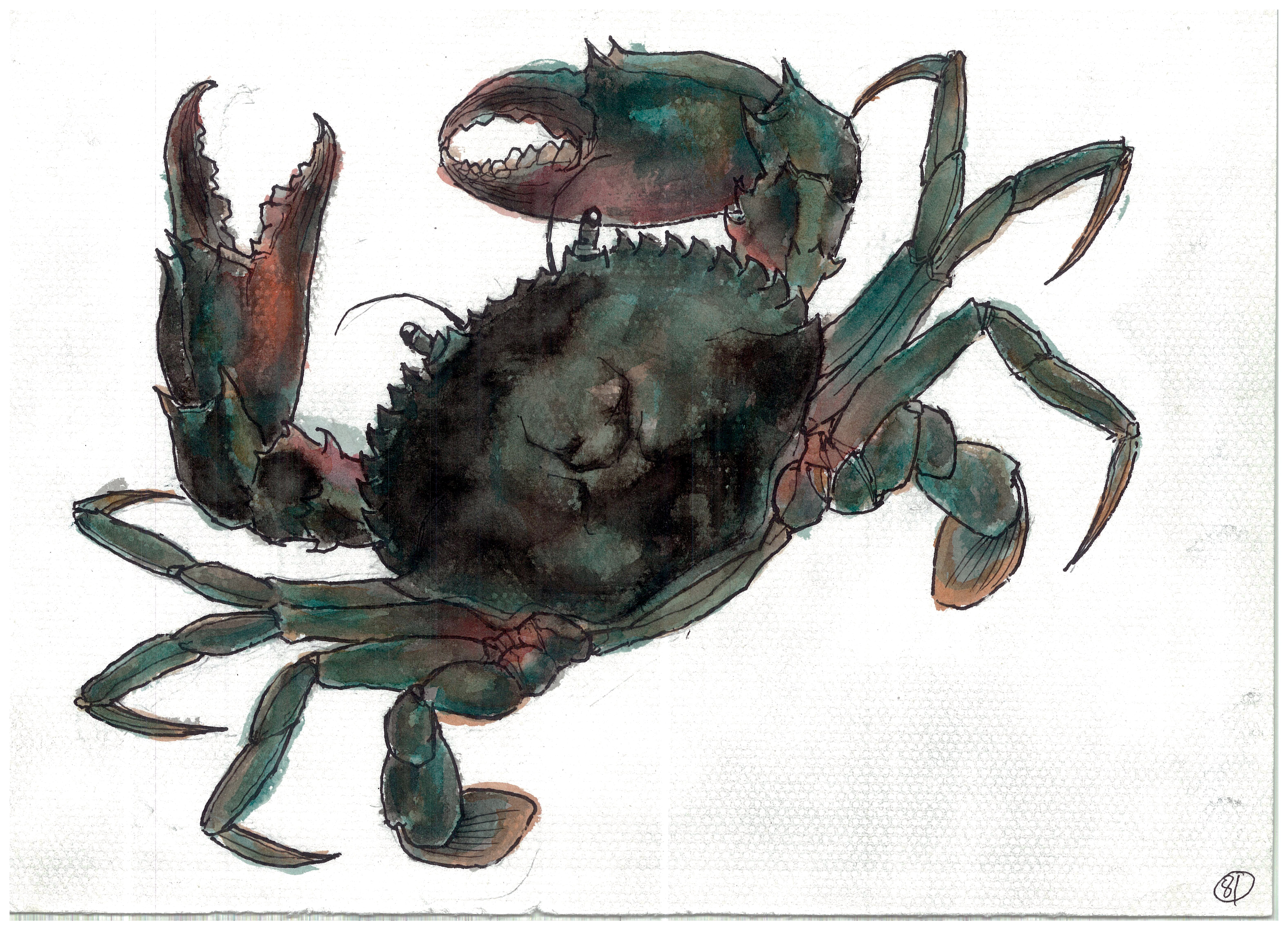 死螃蟹的食用方法,最简单死的螃蟹做法